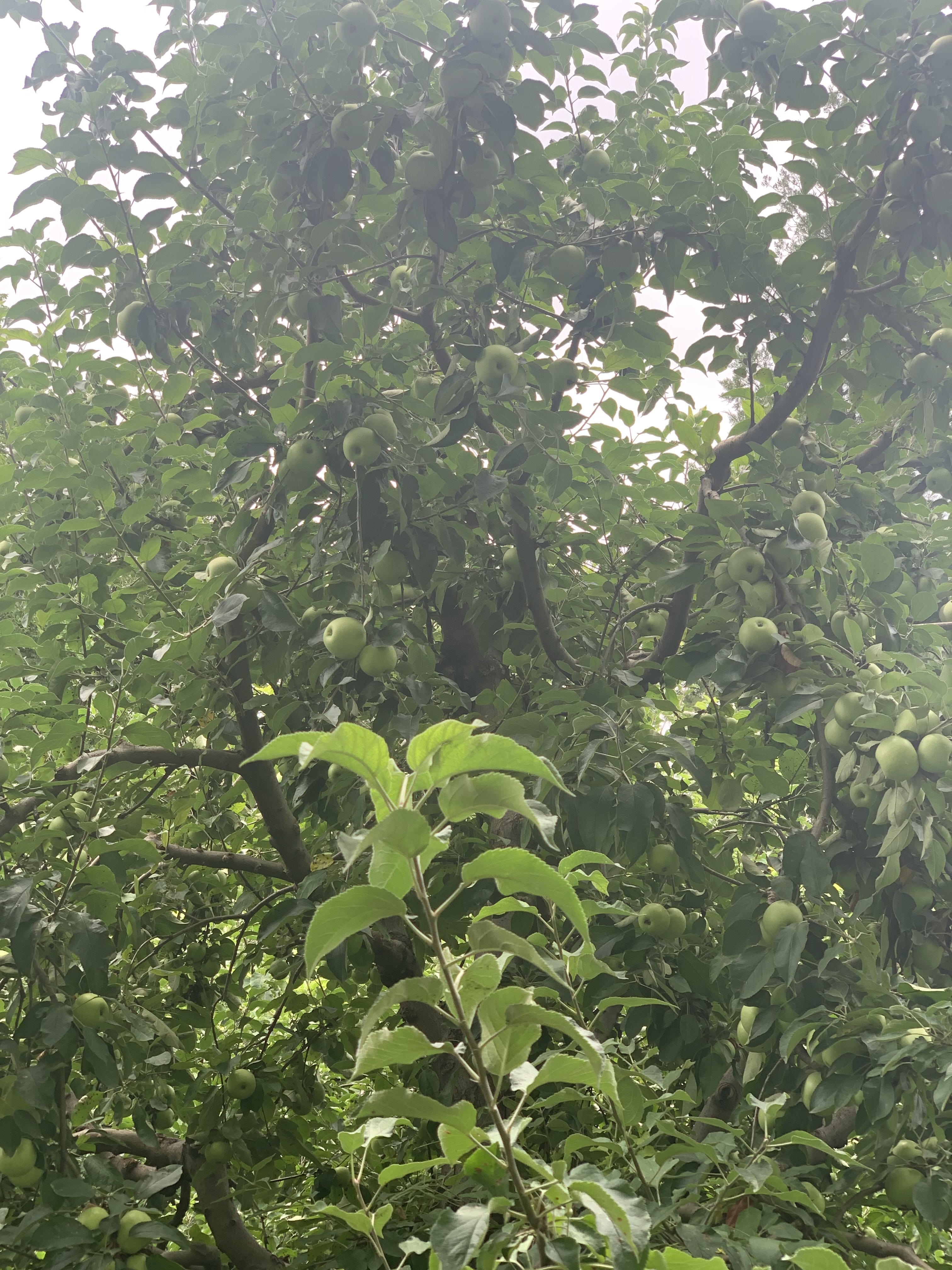 苹果正青