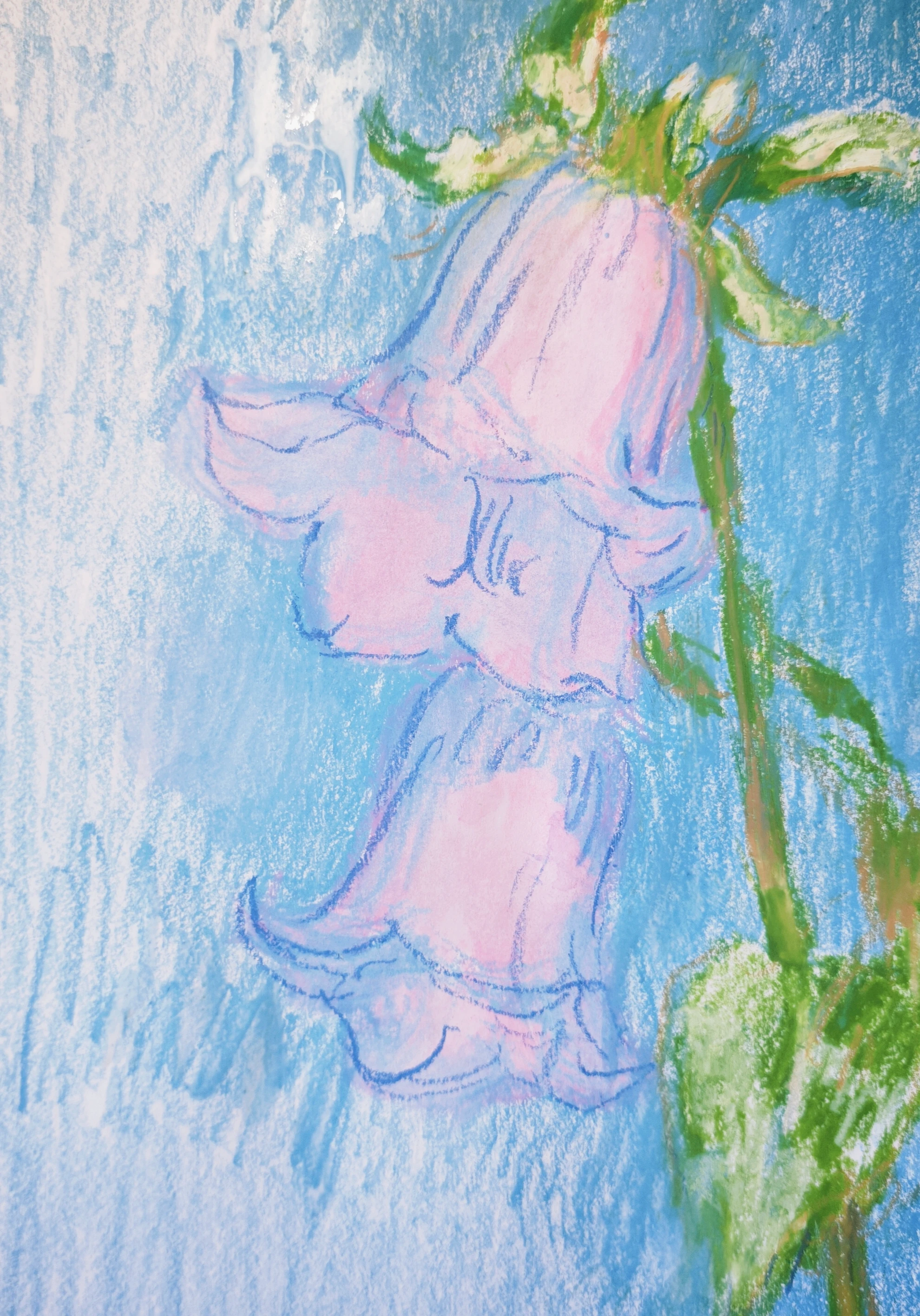 风铃Bellflower